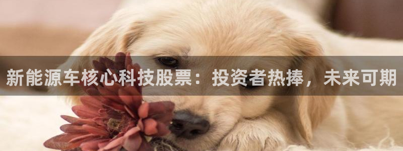 sunbet源码